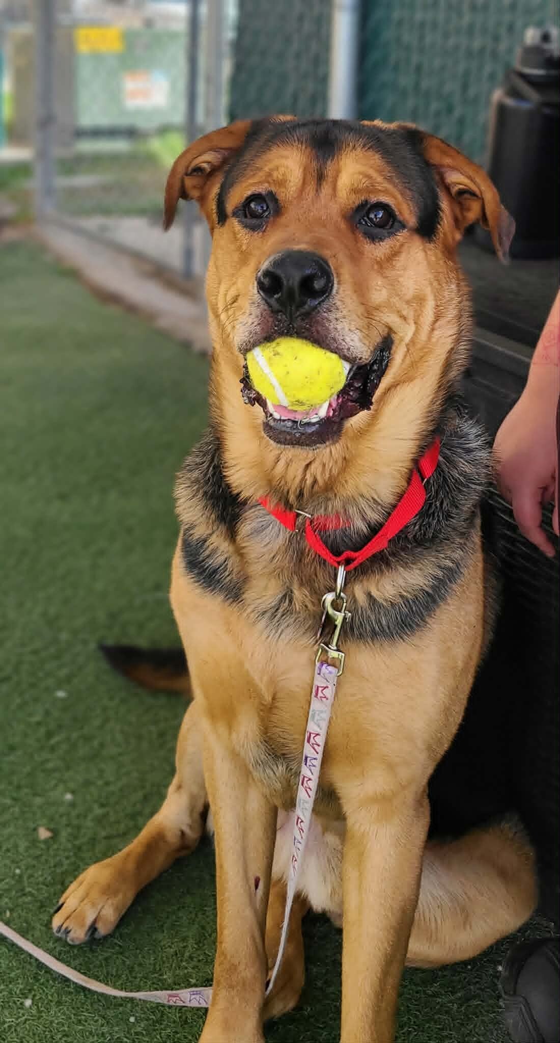 Picture of the Animal Listed